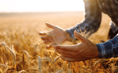 Le Paysan Peureux ou les Ravages de la Peur