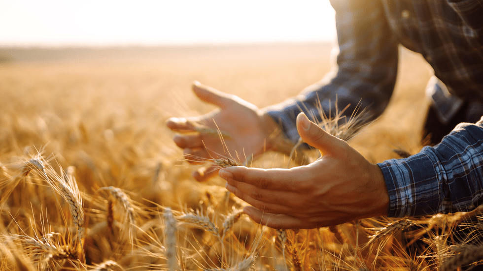 Le Paysan Peureux ou les Ravages de la Peur